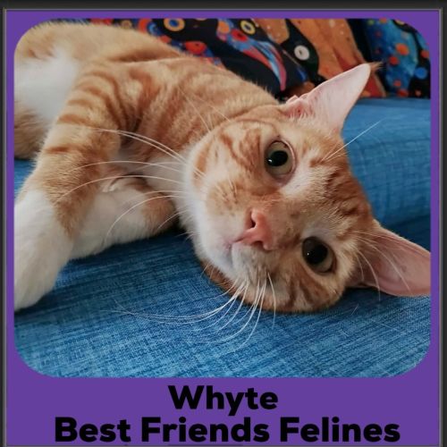 Whyte  - Domestic Short Hair Cat