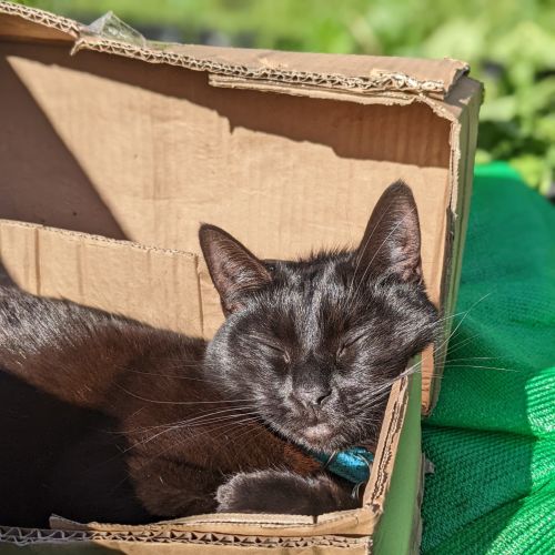 Audre - Domestic Short Hair (DSH) Cat