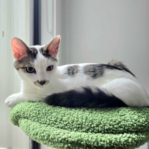 Pascal - Domestic Short Hair (DSH) Cat