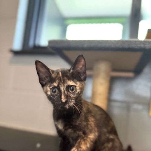 Maggie - Domestic Short Hair Cat