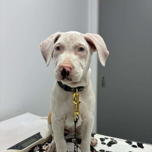 Turtle - Catahoula Leopard Dog