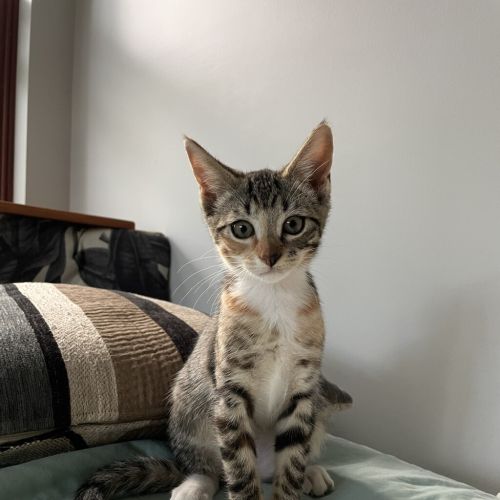 Pesto - Domestic Short Hair Cat