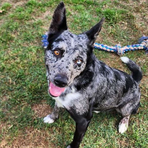 Ripley - Australian Koolie Dog