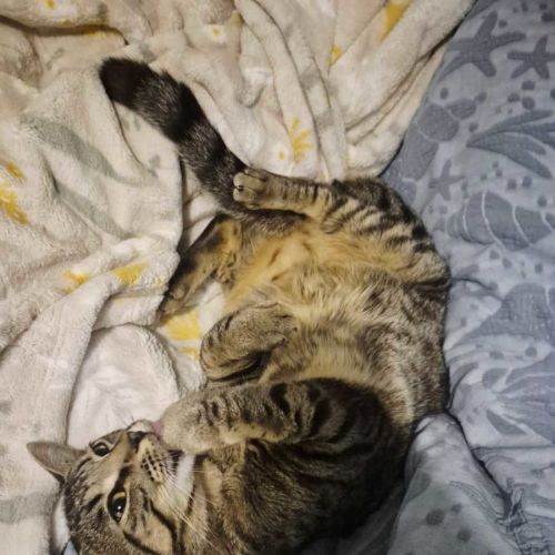 Simba - Domestic Short Hair (DSH) Cat