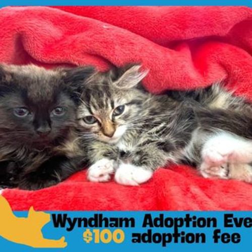 Coffee Bean - Domestic Medium Hair Cat