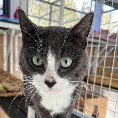 Comet - Domestic Short Hair (DSH) Cat