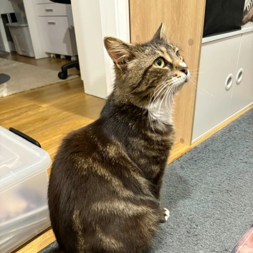 Milo - Domestic Short Hair (DSH) Cat