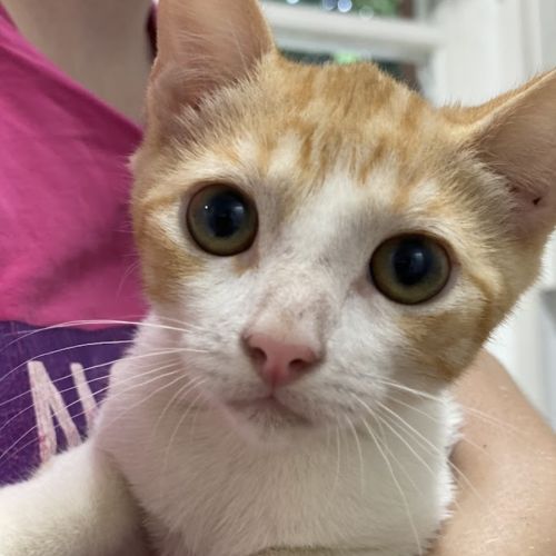 George - Domestic Short Hair (DSH) Cat