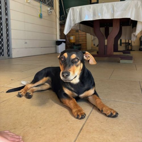 Emma - Australian Kelpie x Dachshund Dog