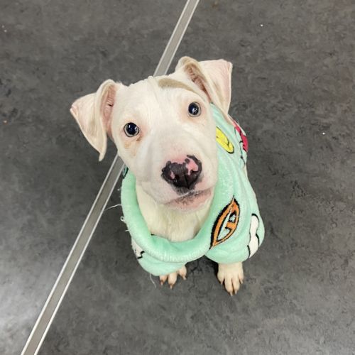 Pearl - American Staffordshire Terrier Dog