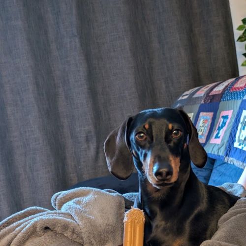 Franklin - Dachshund (Miniature Smooth Haired) Dog