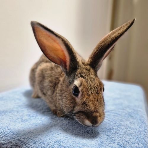 Celeste -  Rabbit