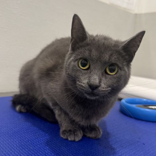 Lizzie  - Domestic Short Hair Cat