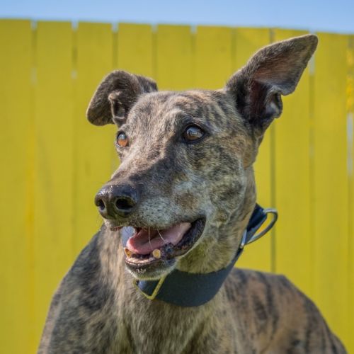 Pecco The Greyhound - Greyhound Dog