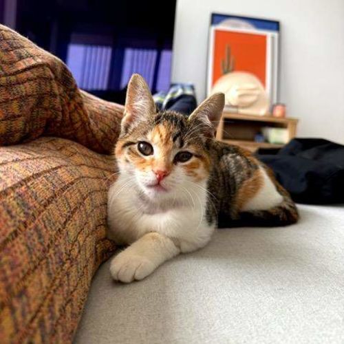 Vixen - Domestic Short Hair (DSH) Cat