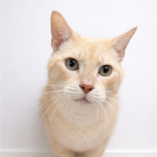 Alfie - Domestic Short Hair (DSH) Cat