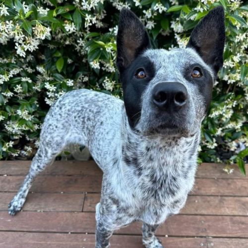 Boof - Australian Stumpy Tail Cattle Dog
