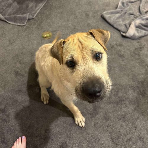 Cindy - Shar Pei Dog