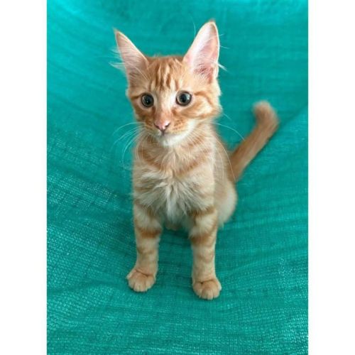 13020 - Alik - Domestic Short Hair (DSH) Cat