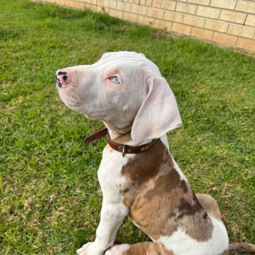 Domino - Catahoula Leopard Dog
