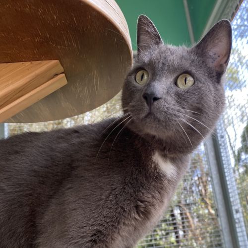 Nora - Domestic Short Hair Cat