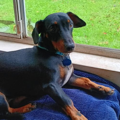 Lilly - Dachshund (Miniature Smooth Haired) Dog