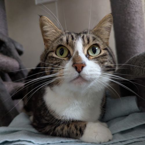 Maple - Domestic Short Hair (DSH) Cat
