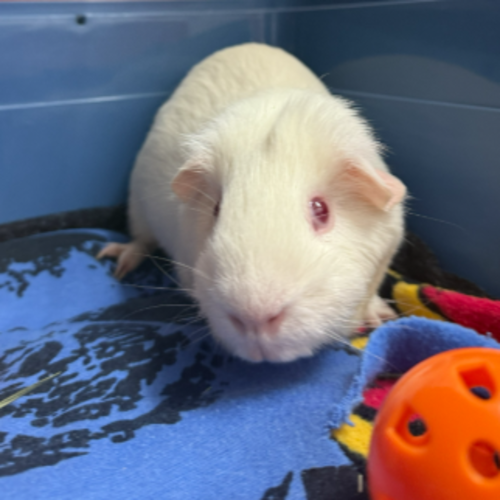 Gidget -  Guinea Pig