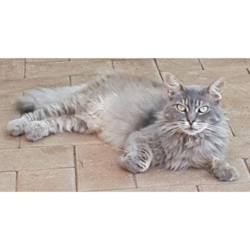 976 - Nola - Domestic Medium Hair (DMH) Cat