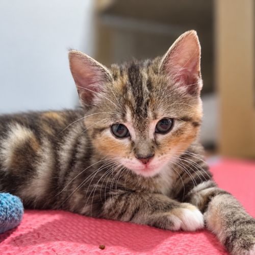 Bambi - Domestic Short Hair (DSH) Cat
