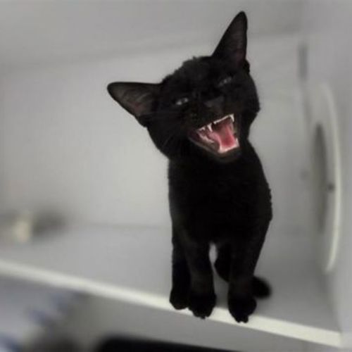 Ringo - Domestic Short Hair Cat