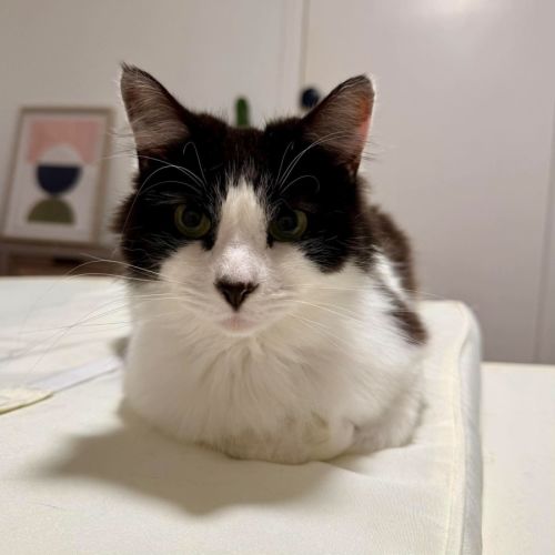 Puss  - Domestic Medium Hair (DMH) Cat