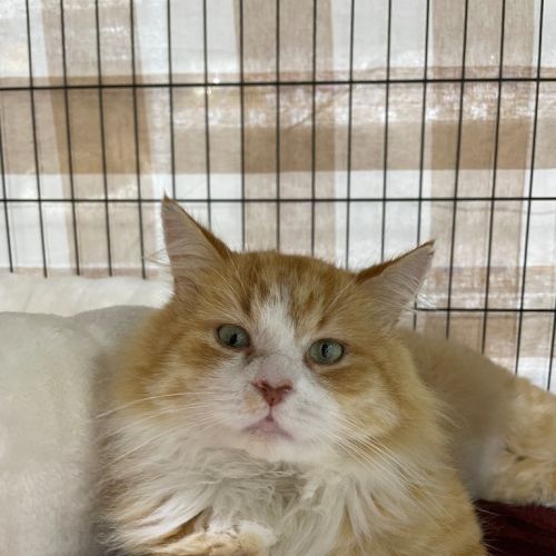 Benji - Domestic Medium Hair (DMH) Cat