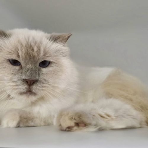 Angel - Ragdoll Cat
