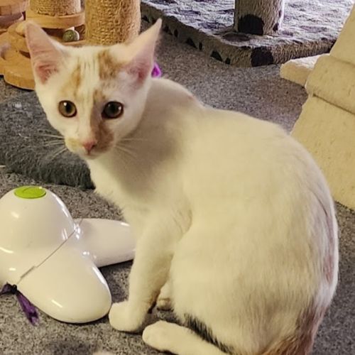 Evie - Domestic Short Hair (DSH) Cat