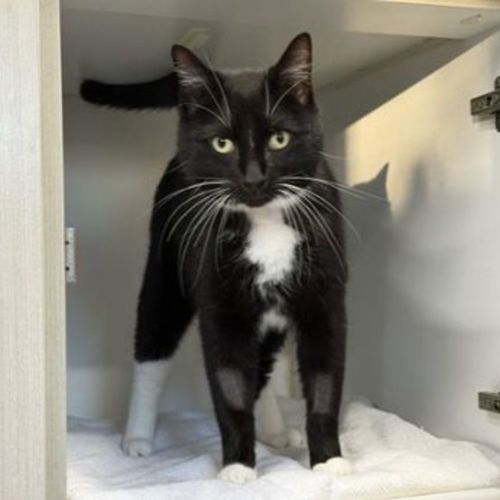 Salvador - Domestic Short Hair Cat