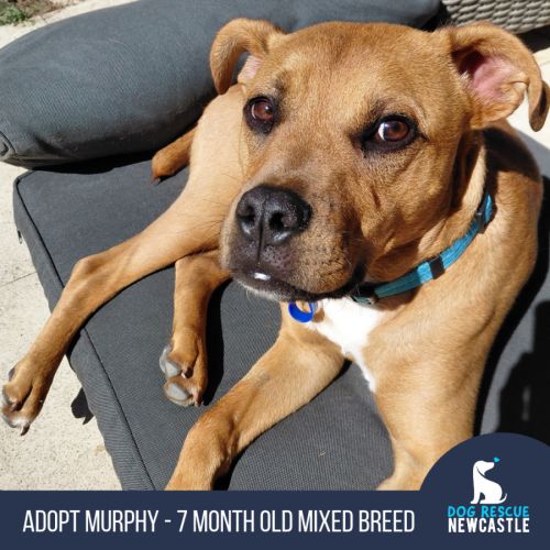 Murphy - 7 Month Old Mixed Breed - Mixed breed Dog