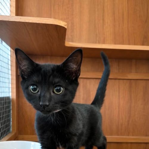 Little Miss Magic - Domestic Short Hair (DSH) Cat