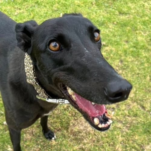 Lola The Greyhound - Greyhound Dog