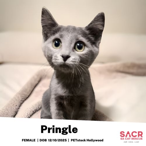 Pringle - Domestic Short Hair (DSH) Cat