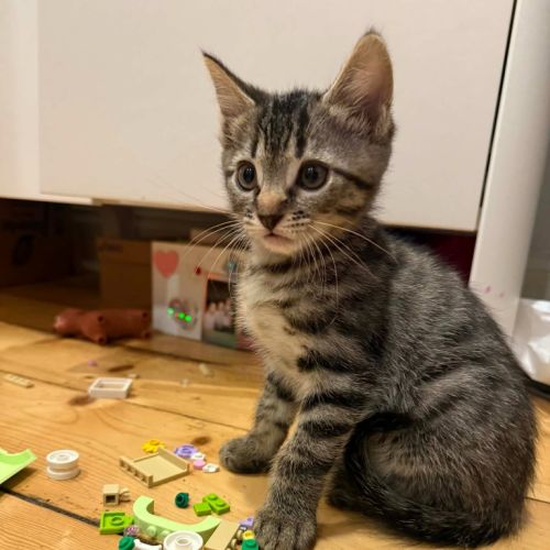 Storm - Domestic Short Hair (DSH) Cat