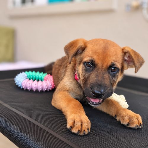 Trevor - Mixed breed Dog