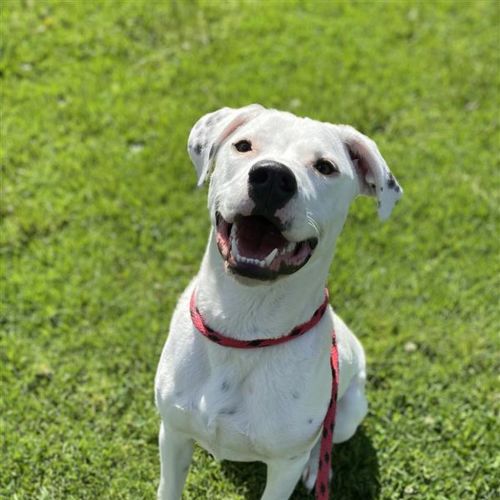Freckles - American Staffordshire Terrier Dog