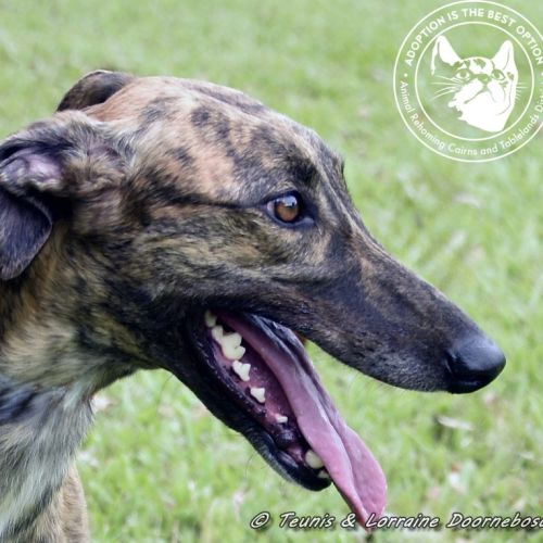 Rizzo (Racing name Muppet Central) - Greyhound Dog