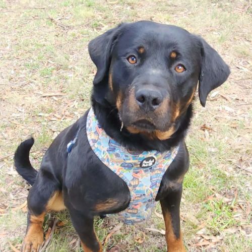 Douglas - Rottweiler Dog