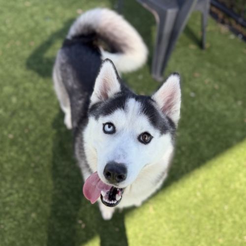 Oreo imp 388 - Siberian Husky Dog