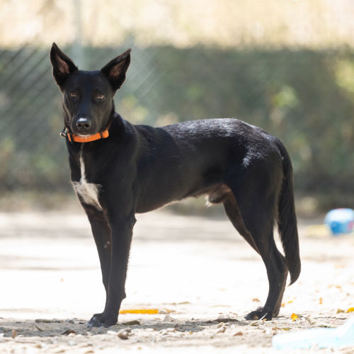 Wendle - Australian Kelpie Dog