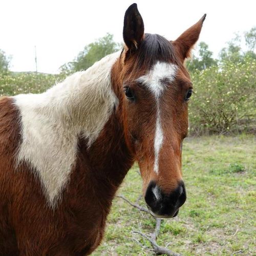 Hamilton -  Horse