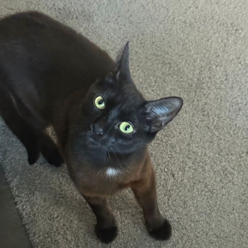 Raven - Domestic Short Hair (DSH) Cat