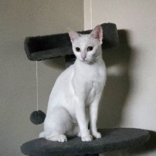 Ingrid - Domestic Short Hair (DSH) Cat